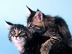 Gotcha', Maine Coons